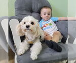 Small #9 Cavapoo