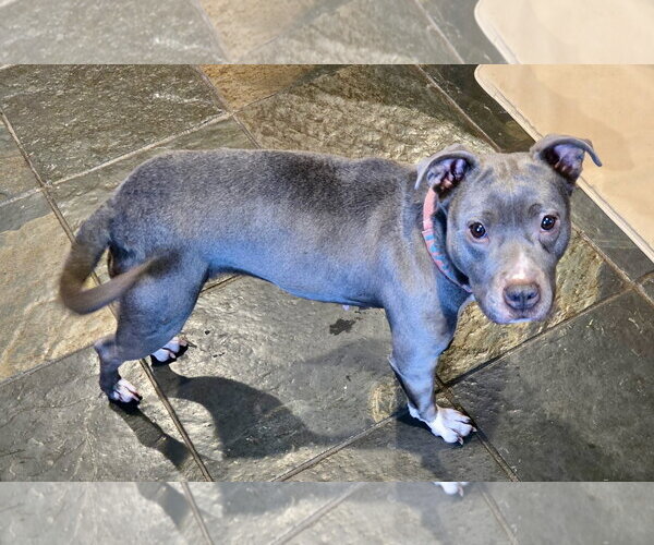 Medium Photo #20 Mutt Puppy For Sale in Mount Laurel, NJ, USA