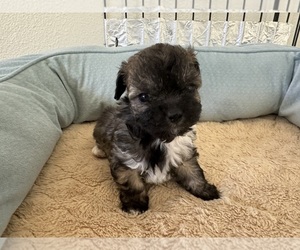 Shih Tzu Puppy for sale in RIDGECREST, CA, USA