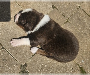 Australian Shepherd Puppy for sale in NELSON, VA, USA