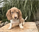 Image preview for Ad Listing. Nickname: Izzy Rose