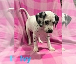 Puppy Ivy Dalmatian