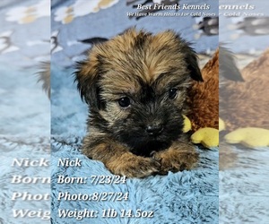 Shiffon Puppy for sale in TEMPE, AZ, USA