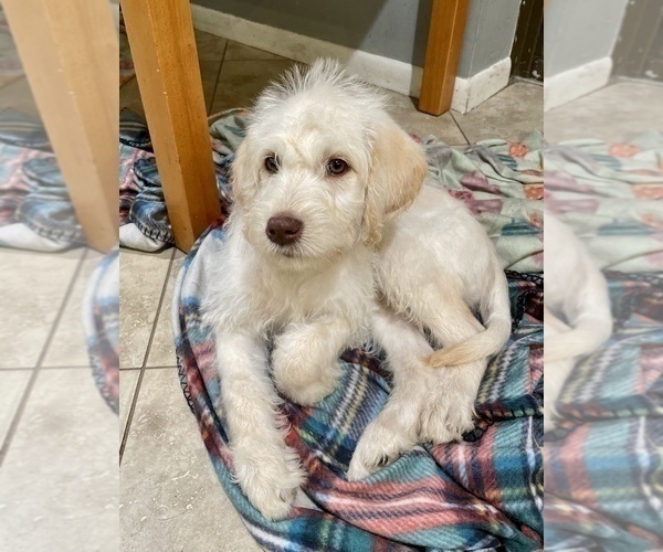 Medium Photo #1 Labradoodle Puppy For Sale in SAFETY HARBOR, FL, USA