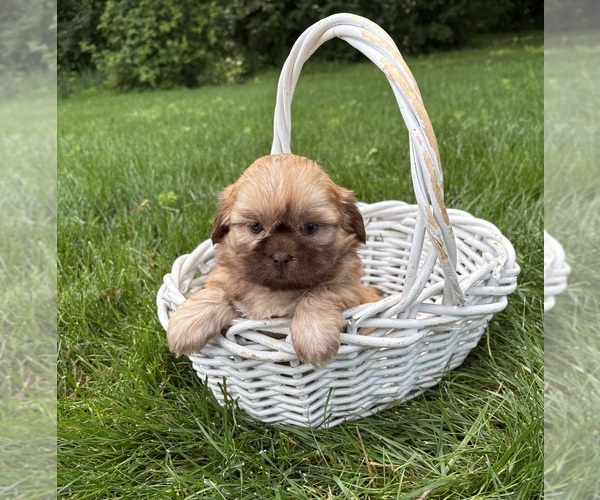 Medium Photo #4 Shih Tzu Puppy For Sale in MIDDLEBURY, IN, USA