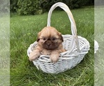 Small #3 Shih Tzu