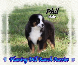 Miniature Australian Shepherd Puppy for Sale in FORESTBURG, Texas USA