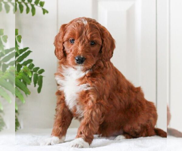 Medium Photo #4 Goldendoodle (Miniature) Puppy For Sale in LANCASTER, PA, USA