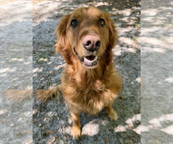 Medium Photo #1 Golden Retriever Puppy For Sale in Valrico, FL, USA