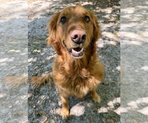 Golden Retriever Dogs for adoption in Valrico, FL, USA