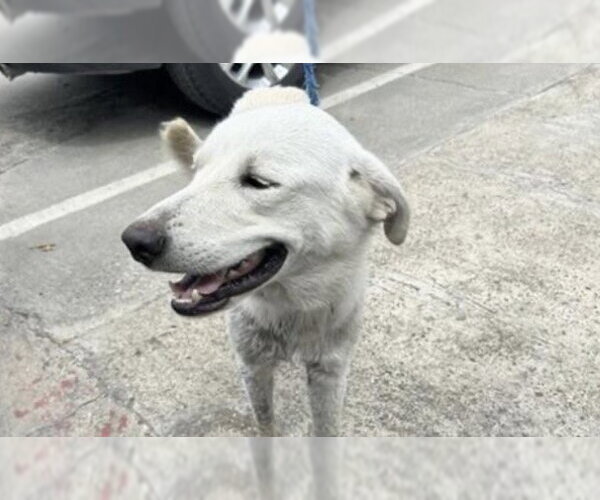 Medium Photo #1 Great Pyrenees-Unknown Mix Puppy For Sale in Houston, TX, USA