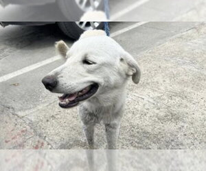 Great Pyrenees-Unknown Mix Dogs for adoption in Houston, TX, USA