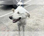 Small Great Pyrenees Mix