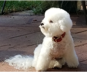 Bichon Frise Puppy for sale in EUGENE, OR, USA