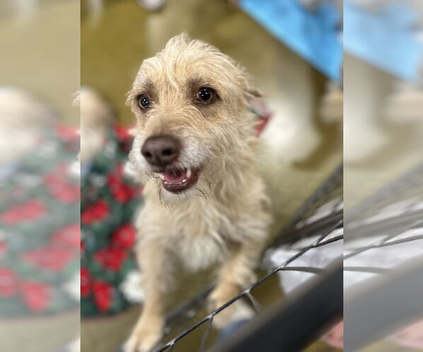 Medium Photo #1 Mutt Puppy For Sale in El Centro, CA, USA