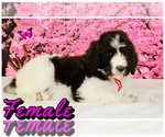 Small Photo #3 Poodle (Standard) Puppy For Sale in BURNS, TN, USA