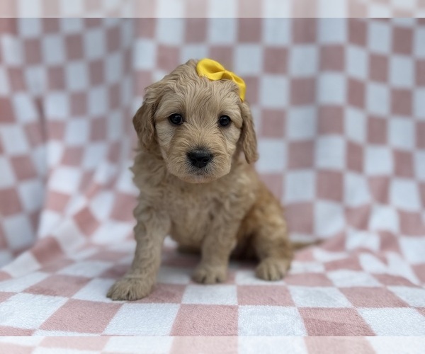 Medium Photo #2 Goldendoodle Puppy For Sale in LAKELAND, FL, USA