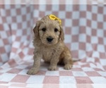 Small #1 Goldendoodle