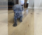 Puppy Glorilla Cane Corso