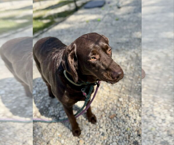 Medium Photo #11 Labrador Retriever Puppy For Sale in Chester, NJ, USA
