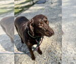 Small #10 Labrador Retriever