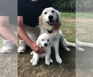 English Cream Golden Retriever Puppy for sale in CHARDON, OH, USA