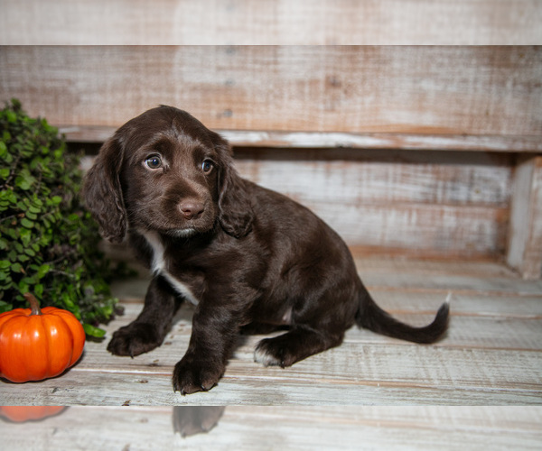 Medium Photo #1 Cocker Spaniel Puppy For Sale in SHREVE, OH, USA