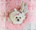 Cute maltese - Female Maltese Puppy for Sale - Photo #20