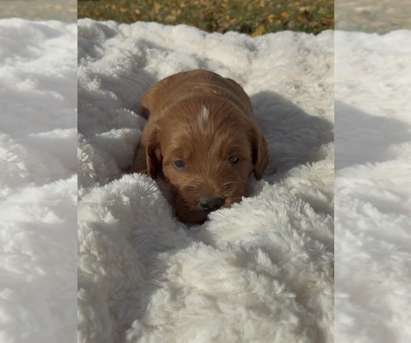 Medium Photo #3 Goldendoodle (Miniature) Puppy For Sale in RANDOLPH, WI, USA