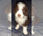 Small Photo #24 Aussie-Poo-Aussiedoodle Mix Puppy For Sale in ANNISTON, AL, USA