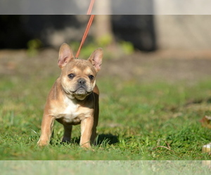 French Bulldog Puppy for Sale in Kiskoros, Bacs-Kiskun Hungary