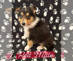 Small #13 Collie