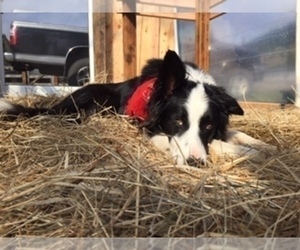 Father of the Border Collie puppies born on 05/22/2019