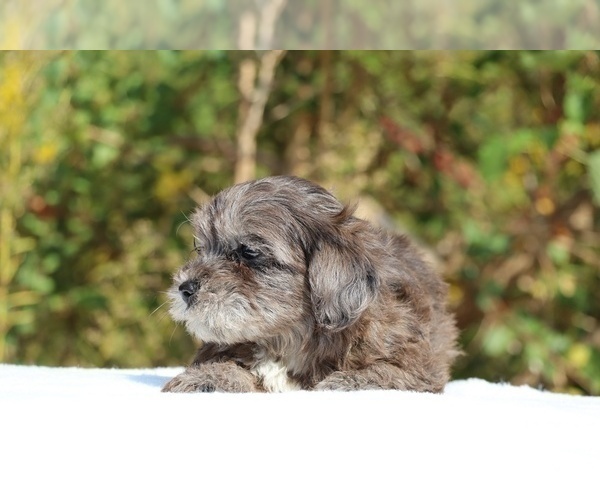Medium Photo #43 ShihPoo Puppy For Sale in DYERSBURG, TN, USA