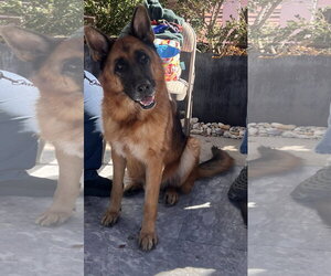 German Shepherd Dog Dogs for adoption in Centreville, VA, USA