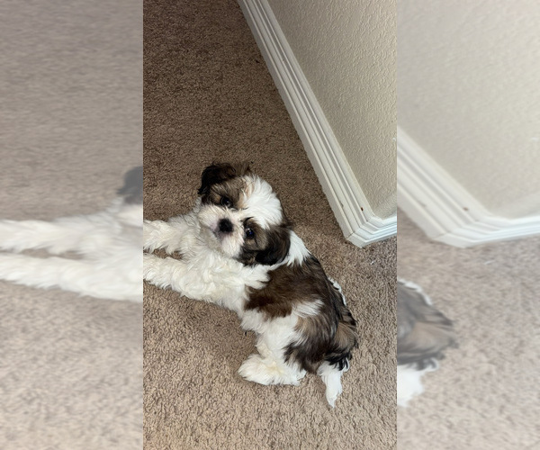 Medium Photo #1 Shorkie Tzu Puppy For Sale in COLORADO SPRINGS, CO, USA