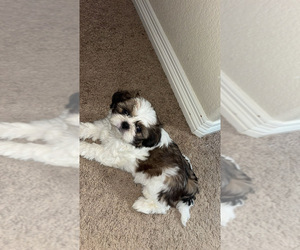 Shorkie Tzu Puppy for sale in COLORADO SPRINGS, CO, USA