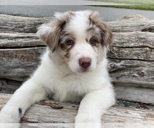 Border Collie Puppy for sale in EVERETT, WA, USA