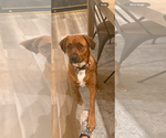 Small Australian Shepherd-Rottweiler Mix