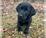 Small Photo #1 Labrador Retriever Puppy For Sale in NORTON SHORES, MI, USA