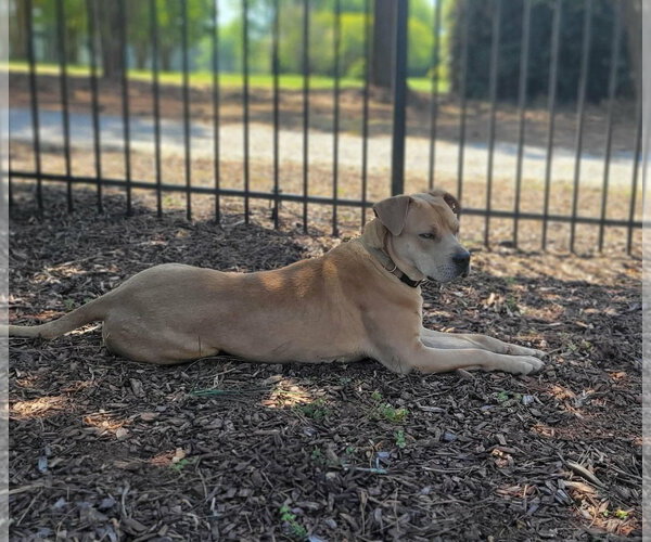 Medium Photo #1 American Pit Bull Terrier-Labrador Retriever Mix Puppy For Sale in Holly Springs, NC, USA