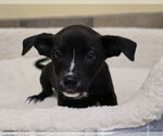 Small #8 Chihuahua-Labrador Retriever Mix