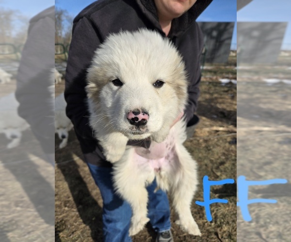 Medium Photo #1 Great Pyrenees Puppy For Sale in OAKLAND, MD, USA