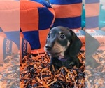 Small Photo #27 Dachshund Puppy For Sale in THORNTON, CO, USA