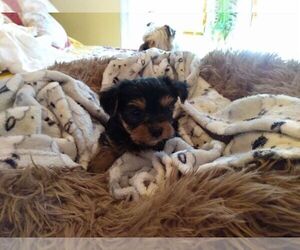 Yorkshire Terrier Puppy for sale in LE ROY, KS, USA
