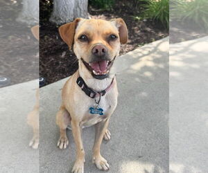 Chihuahua-Unknown Mix Dogs for adoption in Newport Beach, CA, USA