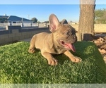 Small #2 French Bulldog