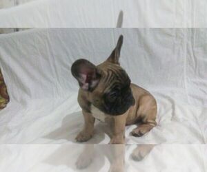 French Bulldog Puppy for sale in TAMPA, FL, USA