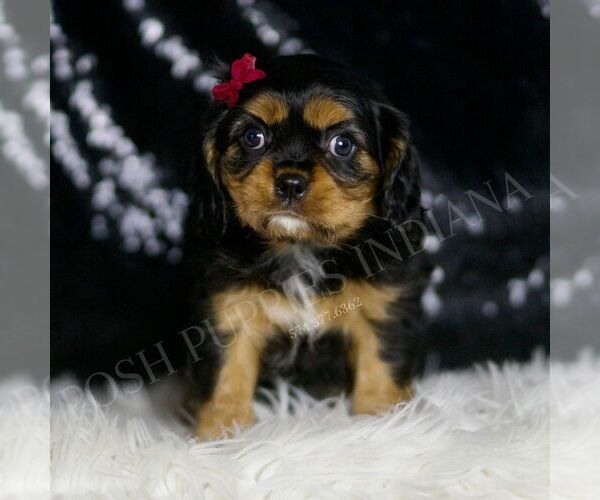 Medium Photo #92 Cavalier King Charles Spaniel Puppy For Sale in WARSAW, IN, USA
