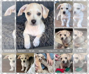 Chihuahua-Unknown Mix Dogs for adoption in Mesa, AZ, USA